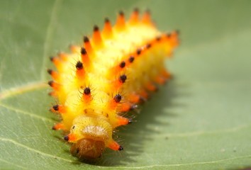 yellow caterpillar
