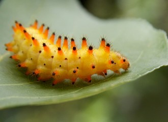 yellow caterpillar
