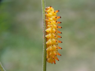 yellow caterpillar

