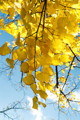 Fototapeta premium autumn sky with orange leaves on a sunny day, background