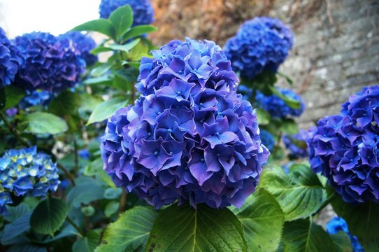 Hortensie in der Bretagne,hortensie, hydrengena, cottage garden, lila, fr&uuml;hling, pink, hortensia, aufbl&uuml;hen, garden, flieder, bl&uuml;hen, flora, blau, floral, sommer, sch&ouml;nheit, green, sch&ouml;n, close up