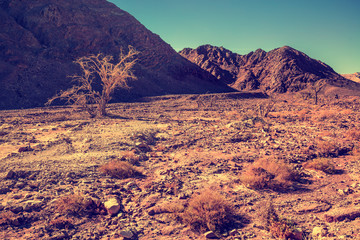Dry river bed with trees. The road to the Red Canyon. Mountain landscape of the desert