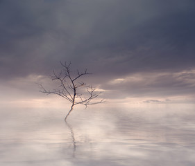 Tree in the Sea with beautiful sky and colorful reflection at sunset