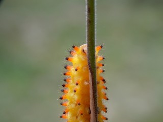yellow caterpillar

