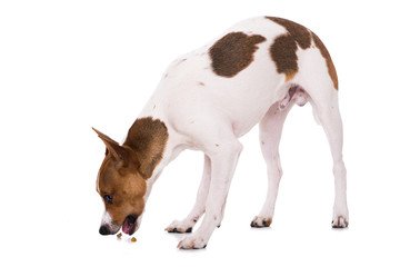 Hund frisst Futter vom Boden