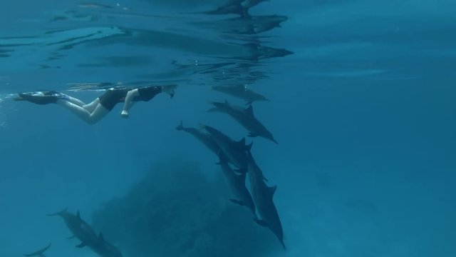 Tourist look at a pod of Spinner Dolphins swims underwater (Underwater shot, 4K / 60fpss)
