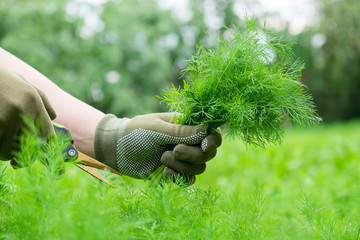 Gardener hands cutting dill sprigs with garden scissors.