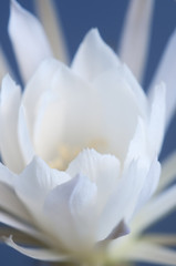 Fototapeta na wymiar Echinopsis flower