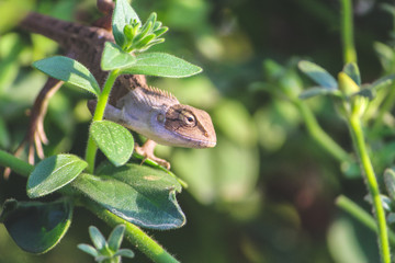 A LIZARD ON A PLANT