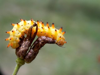 yellow caterpillar
