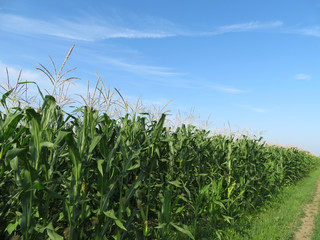 Green corn field and blue sky with clouds