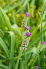 Muscari comosum green plant