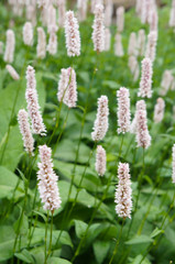 Fototapeta premium Polygonum bistorta superbum pink plant with green