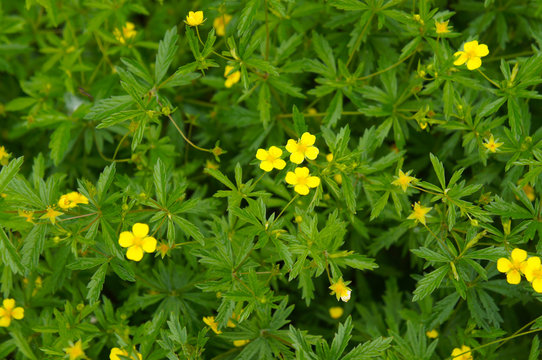 Potentilla erecta or common tormentil  green plant with yellow flowers