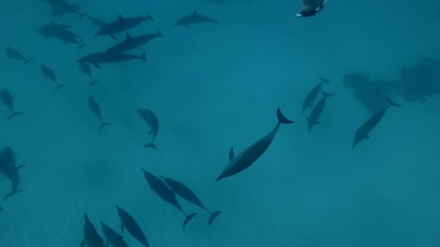 Group of tourists swim with a pod of Spinner Dolphins (underwater view, Underwater shot, 4K / 60fps)
