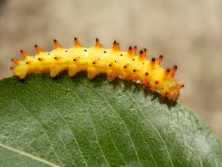 yellow caterpillar on the list
