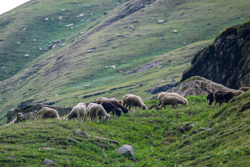 Fototapeta premium HERD OF SHEEP IN HIMALAYAS