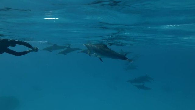 Freediver dives with dolphins (Spinner Dolphin, Stenella longirostris) Close-up, Underwater shot, 4K / 60fps
