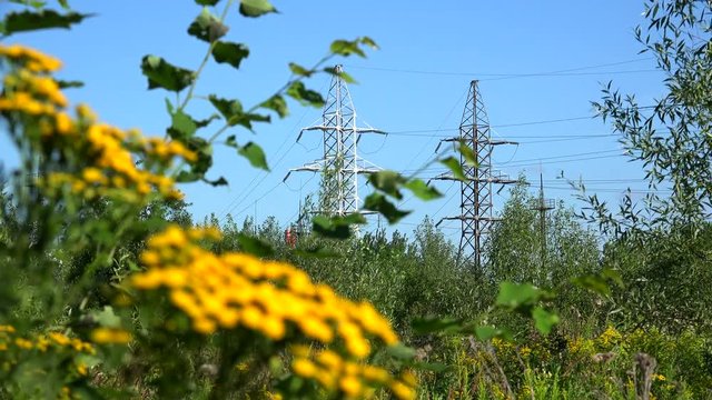 High voltage transmission power line at nature landscape with tansy flowers in the foreground.