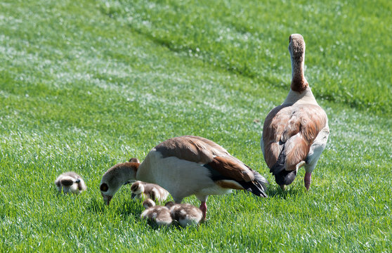 Egyptian geece family