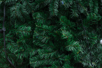 Spruce branches texture and background