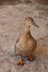 duck