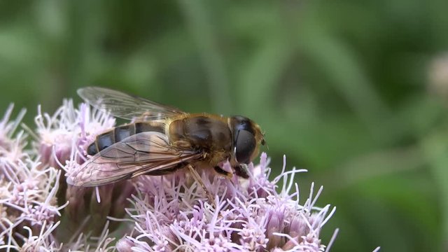 Syrphe sur fleur.
