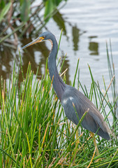 Blue heron hunting for dinner