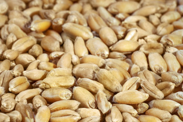 Wheat grains, close-up.