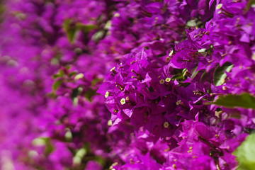 Flowering pink bougainvillea. Bougainvillea flowers as natural background.