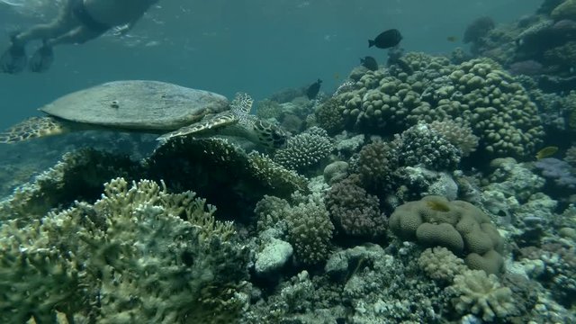 Sea turtle swim over coral reef. Red sea, Marsa Alam, Abu Dabab, Egypt (Underwater shot, 4K / 60fps) 
