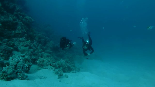 Two female scuba divers swim near coral reef. Red sea, Marsa Alam, Marsa Mubarak, Egypt (Underwater shot, 4K / 60fps)
