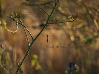 mosquito 
