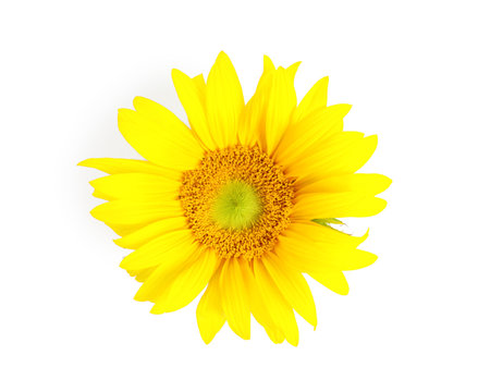 Beautiful bright sunflower on white background