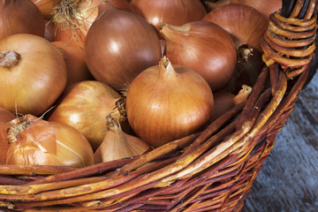 Onions in a wicker basket on an old wooden table in spring