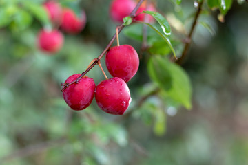 Close up of red ripe mirabelles in summer