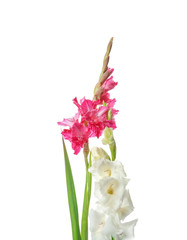 Beautiful gladiolus flowers on white background