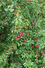 Fototapeta na wymiar Red ripe mirabelles hanging at the mirabelle tree in summer