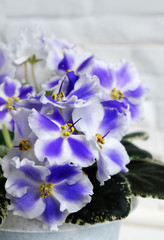 Beautiful flower Saintpaulia