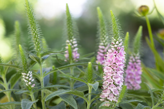 Rosa Ehrenpreis (Veronica spicata) im Garten