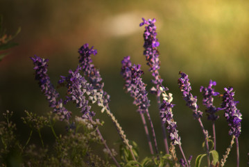 Luscious Lavendar