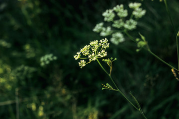 beautiful flower plant in grassland in sunshine, summer nature meadow