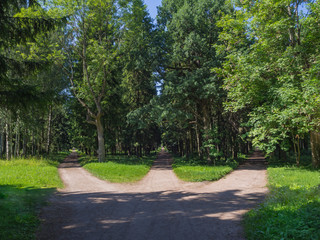 The junction, three forest roads converge into one.