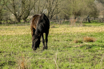 beautiful luxury black horse walking and grazing in a field, summer in country side