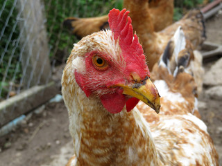 Chickens on the farm closeup. Hen in the coop, selective focus