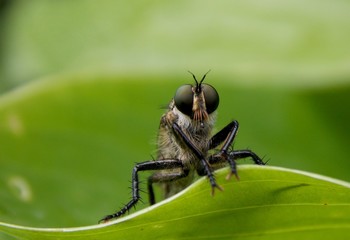beetle on the plant
