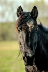 beautiful luxury black horse looking, portrait, walking in a field, summer in country side