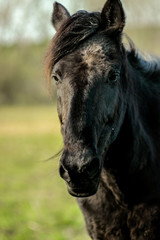 beautiful luxury black horse looking, portrait, walking in a field, summer in country side