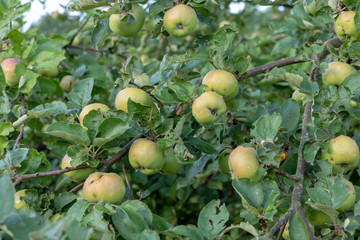 Green riping apples hanging at the apple tree in summer