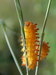 yellow caterpillar

